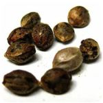 Семена марихуаны АК-47  (Seeds AK-47) в Плавске